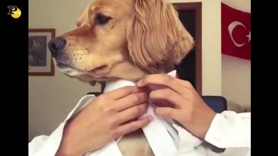 Cane si mette la camicia e si prepara ad affrontare la giornata