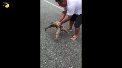 Brasile, turista aiuta un bradipo ad attraversare la strada
