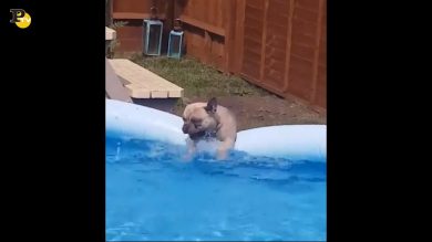 Il cagnolino affronta il primo caldo a bordo piscina