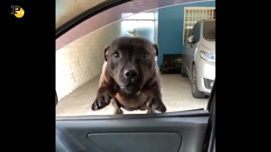 Il cagnolino vuole andare in vacanza con il padrone