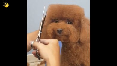 Cagnolino con la testa quadrata dal parrucchiere