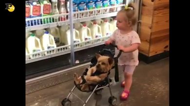 Bambina fa la spesa con il cane nel passeggino
