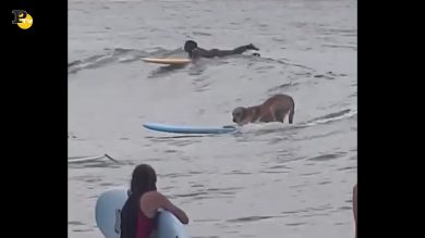Il cane fa surf tra i bagnanti