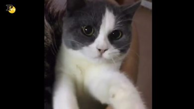 Gattino piange come un bimbo quando gli viene tolto il cibo