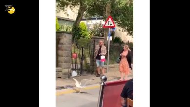 Gabbiano ruba il panino al passante