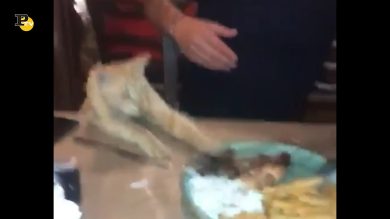 Gatto ruba il cibo dal piatto del padrone