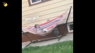 Cane cerca di salire sull’amaca ma non riesce