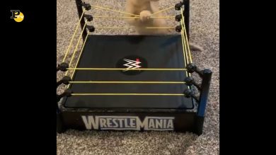 Due gattini sul ring impegnati nella lotta di wrestling