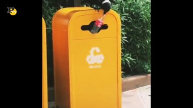 Un uccello fa la differenziata con la plastica al posto giusto