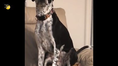 Un cane schiaccia un povero e innocente gattino