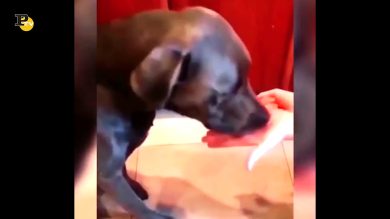 Un cagnolino cerca di indovinare dove sono i suoi croccantini