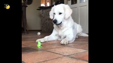 Un cane grande e grosso abbaia ad un giochino che si muove