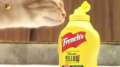 Gatti simpatici che cercano di mangiare il cibo degli “umani”