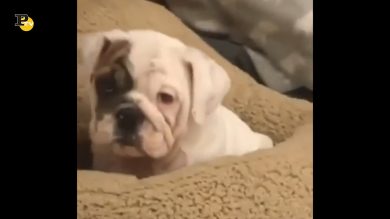 Un cagnolino assonnato che vuole solo la sua cuccia