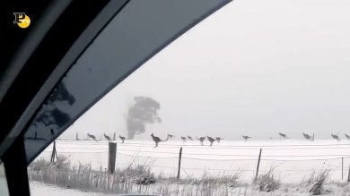 Australia, i canguri saltano sulla neve in agosto