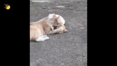 Due gattini innamorati sono paparazzati dalla telecamera