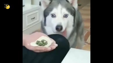 Un cagnolino molto affamato che aspetta il pranzo