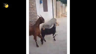 Due simpatiche caprette che ballano a ritmo