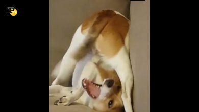 Un cane molto tenero cerca di mordersi la coda