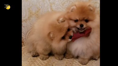 Due simpatici cagnolini in posa per i fotografi