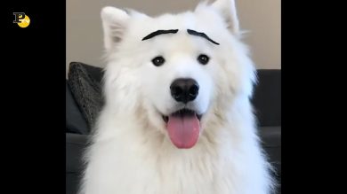 Un cagnolino che fa diverse espressioni facciali