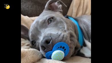 Un cane ha un ciuccio in bocca come un bambino