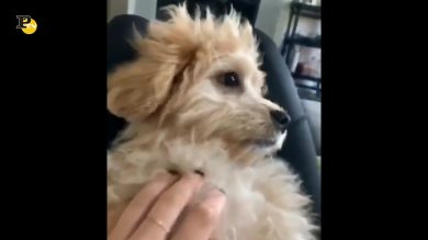 Un cane si spaventa quando suona la sveglia