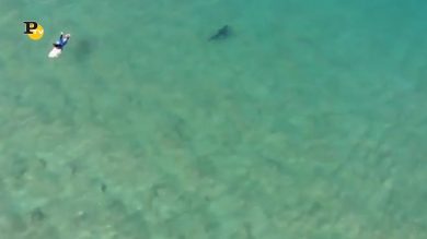 Australia, surfista avvertito di uno squalo grazie a un drone