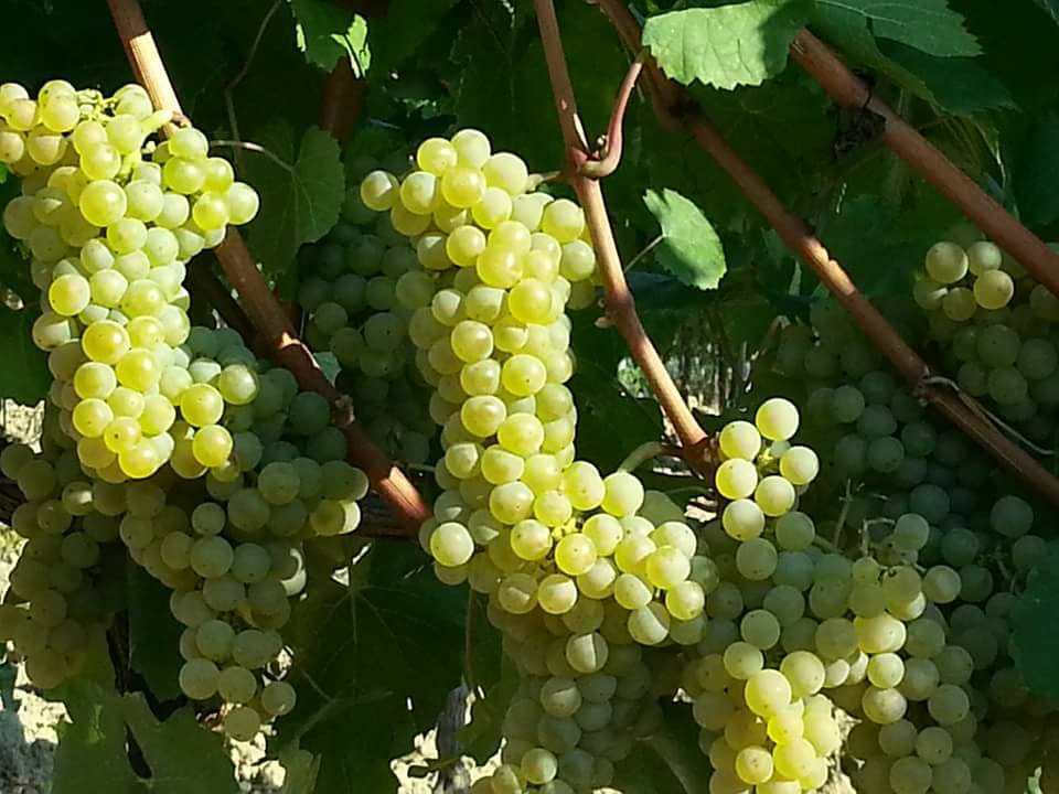 Cantina Cordeschi racconta come si fa il vino Cantina Cordeschi racconta come si fa il vino