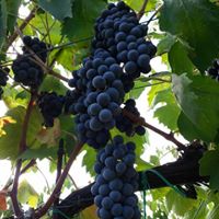 Cantina Cordeschi racconta come si fa il vino Cantina Cordeschi racconta come si fa il vino