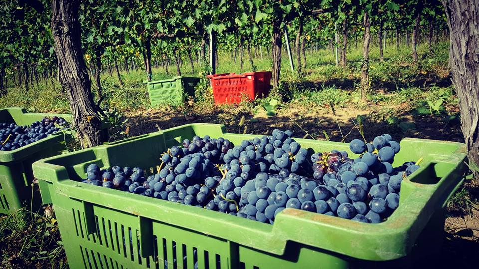 Cantina Cordeschi racconta come si fa il vino Cantina Cordeschi racconta come si fa il vino