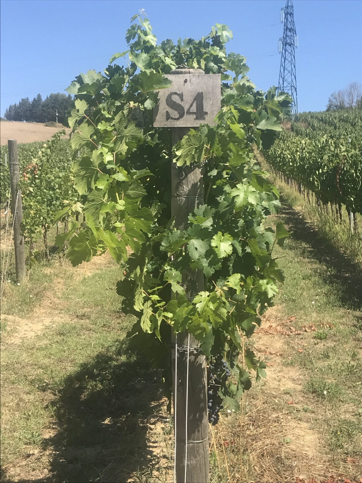 Galleria foto 'Cantina Cordeschi racconta come si fa il vino' - foto 12