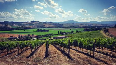 Cantina Cordeschi racconta come si fa il vino