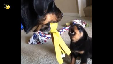 Un cagnolino abbaia con insistenza al suo papà