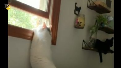 Un simpatico gatto goffo che cerca di saltare