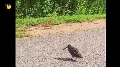 Un uccellino balla sulle note di Michael Jackson