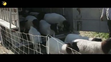 La fattoria dei nostri sogni: clip dal film di John Chester