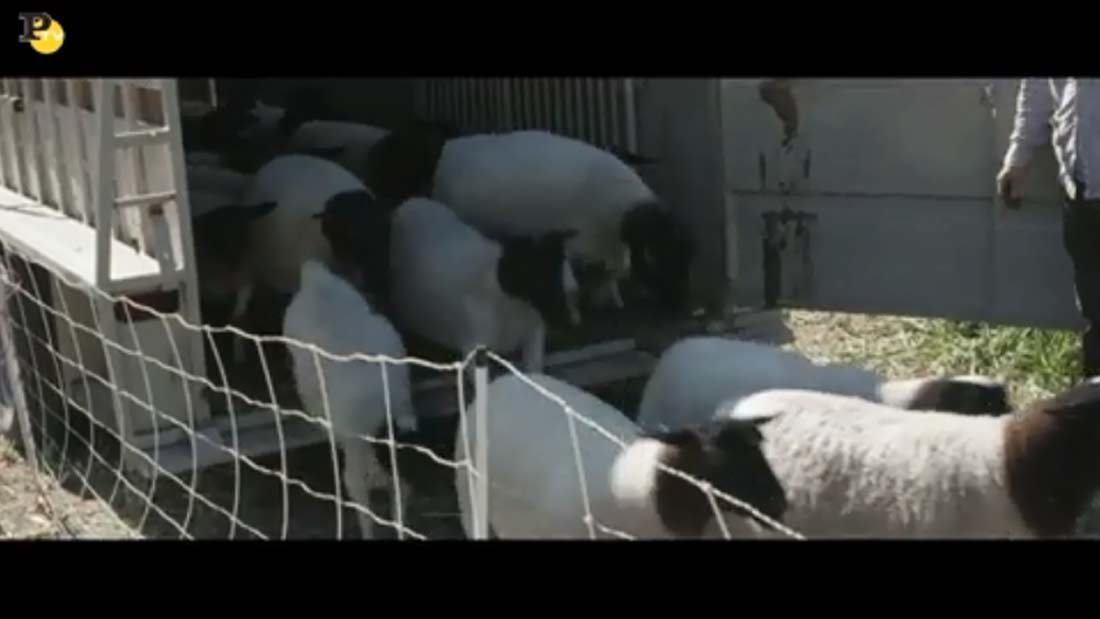 La fattoria dei nostri sogni: clip dal film di John Chester La fattoria dei nostri sogni: clip dal film di John Chester