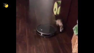 Un furetto cerca di saltare sopra un robot aspirapolvere