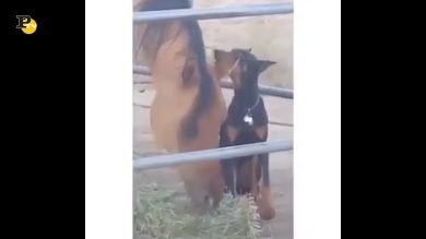 Un cane e un cavallo sono amici per la pelle