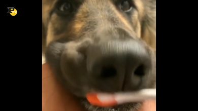 Un simpatico cane si fa lavare i denti dal padrone