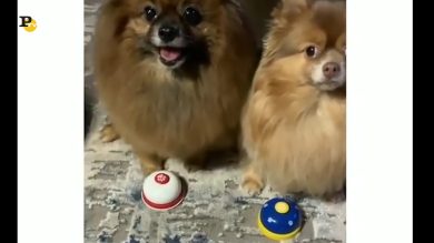 Due cani giocano ad un live quiz con pulsante