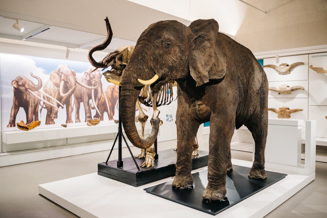 Kosmos, il nuovo museo di storia naturale di Pavia | Foto