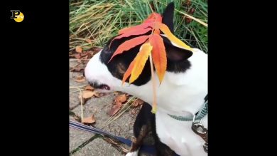 Un cagnolino indossa un cappellino molto particolare