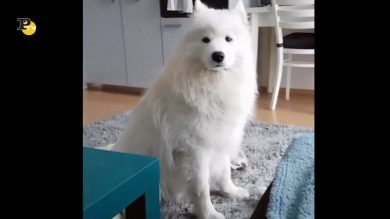 Un cane chiude gli occhi cercando di dormire ma li riapre subito