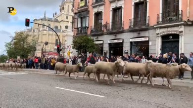 Madrid, festival della transumanza con centinaia di pecore