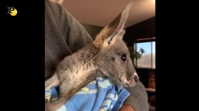 Un piccolo canguro salta nella borsa del suo padrone