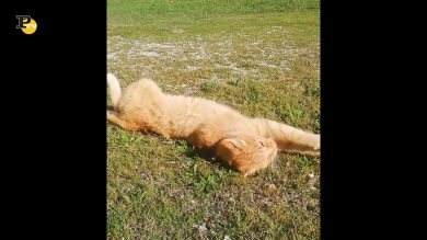 Un gattino molto tenero gira su se stesso in cerca della sua coda