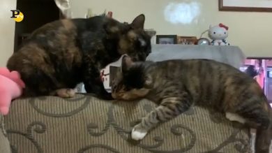 Due simpatici gattini si fanno le coccole sul divano