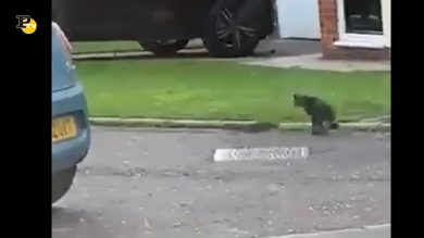 Un topo insegue un gatto, scene mai viste ed esilaranti